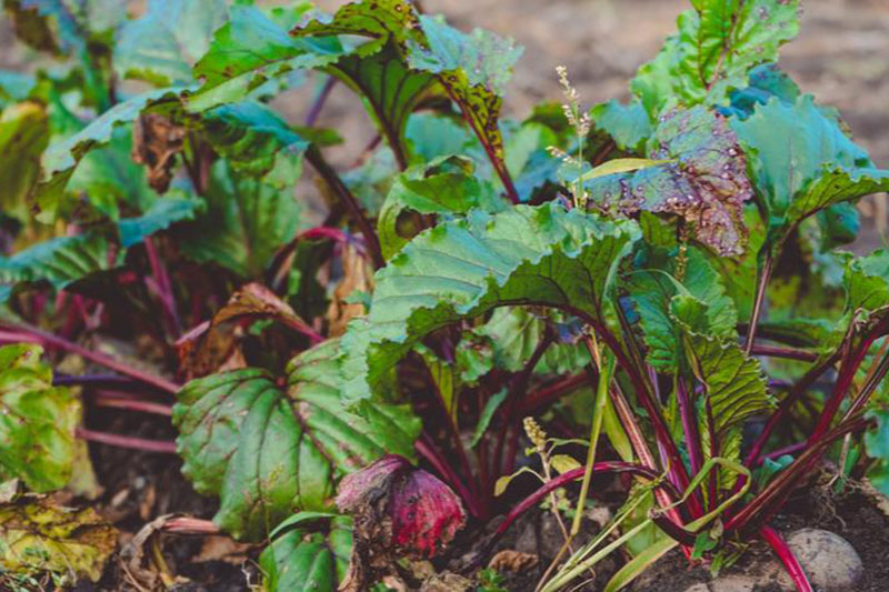 Недостаток бора