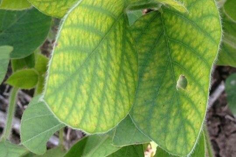 Недостаток марганца