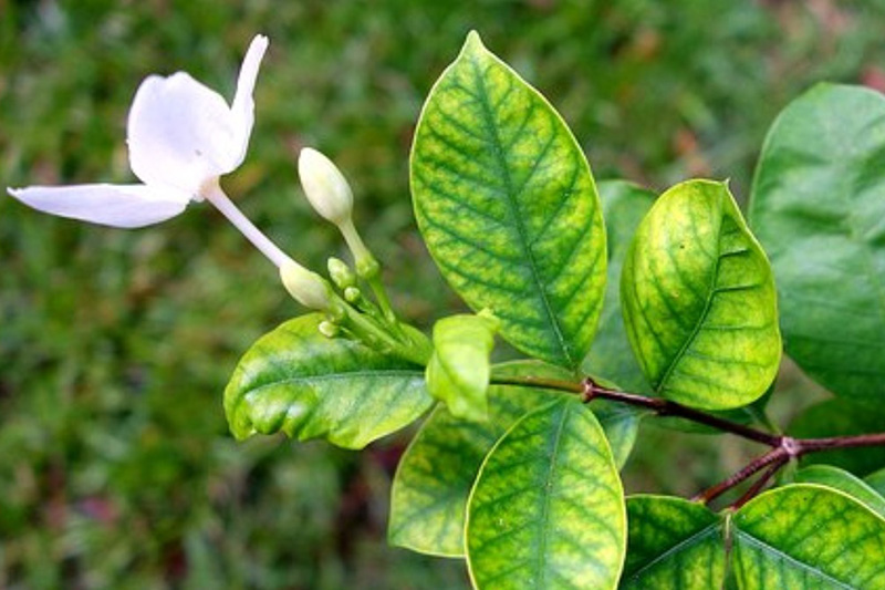 Недостаток меди