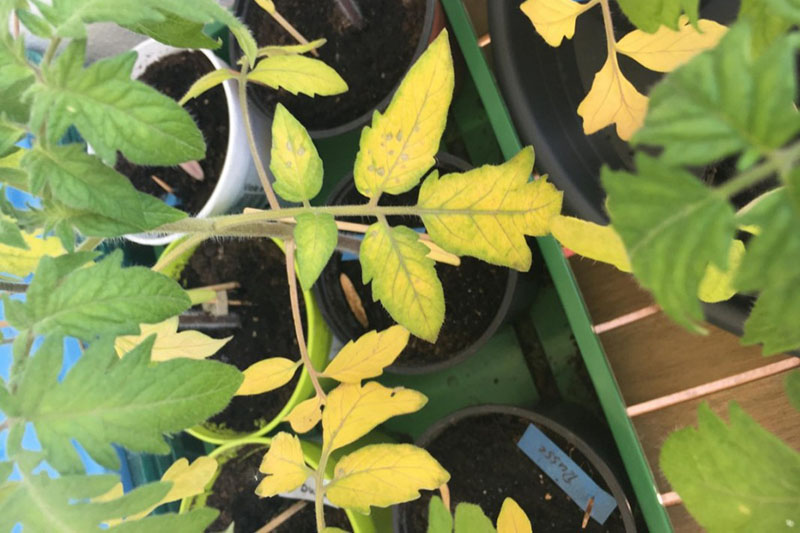 Недостаток азота