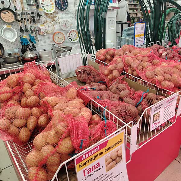 Семенной картофель