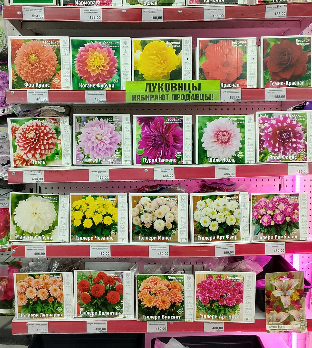 Луковичные растения