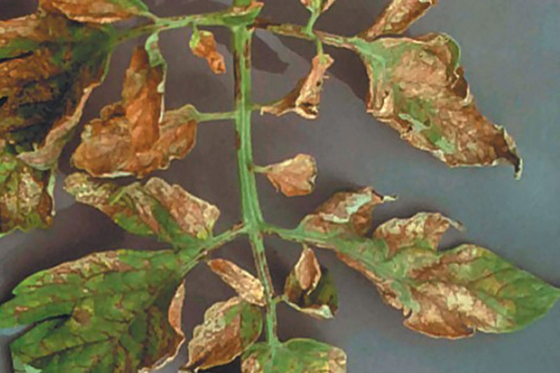 Недостаток цинка