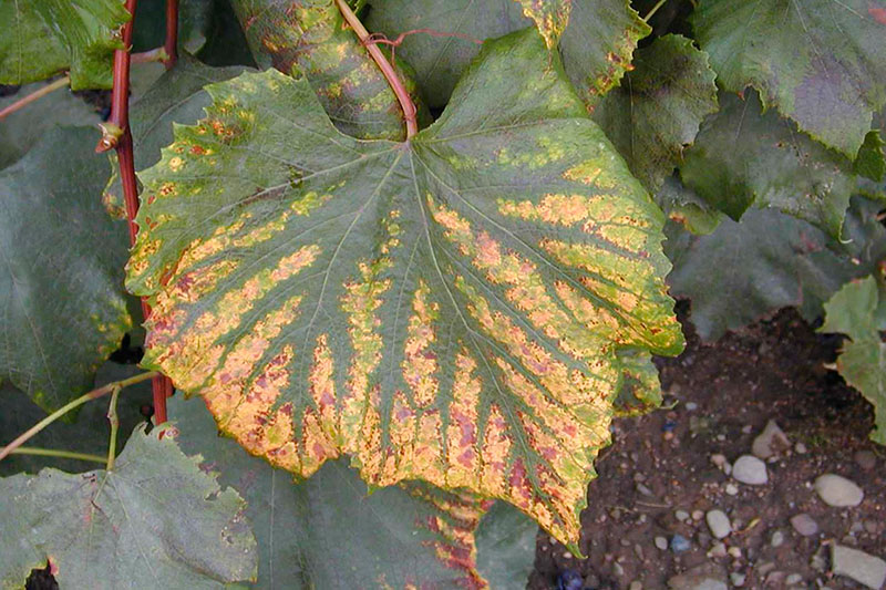 Недостаток магния