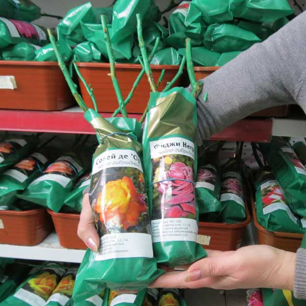 Саженцы роз